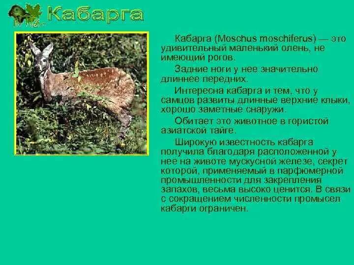 Какие отношения складываются между кабаргой и оленем