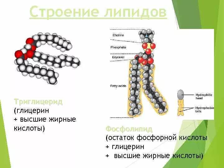 Строение фосфолипида. Фосфолипиды строение биохимия. Строение молекулы липида формула. Строение липидов биология 10 класс. Строение основных фосфолипидов.