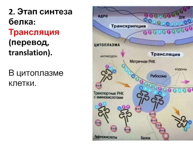 Биосинтез 3 этапа. Этапы транскрипции и трансляции белка. Биосинтез белка в живой клетке 9 класс. Этапы трансляции биосинтеза белка.