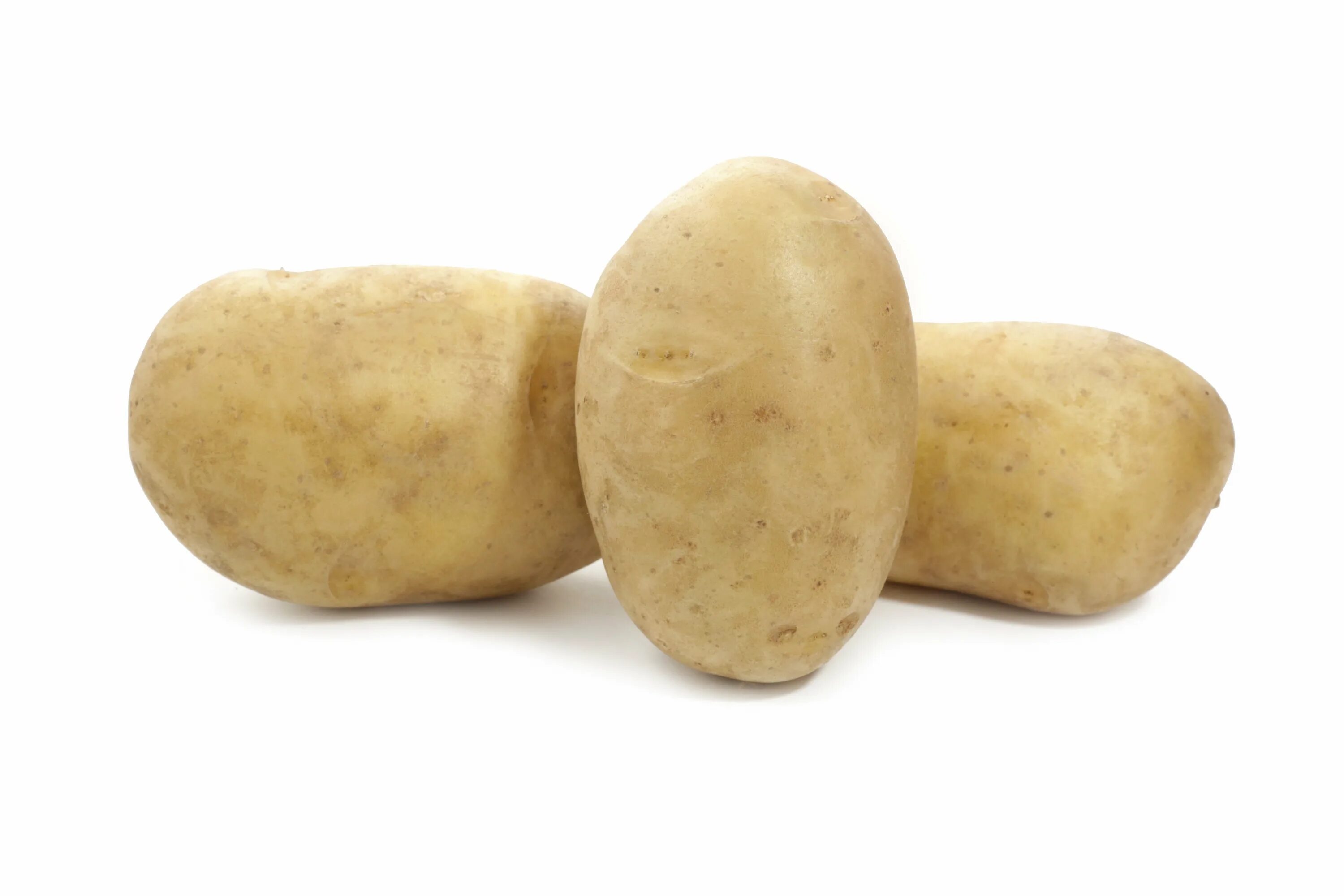 Сифра картофель характеристика. Картофель семенная Сифра. Сорт картофеля Сифра.