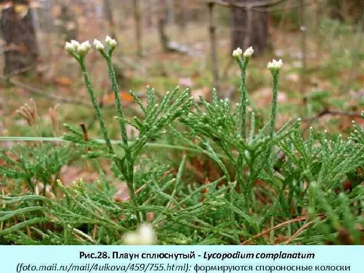 Плаун Дифазиаструм сплюснутый. Плаун обоюдоострый. Lycopodium complanatum.