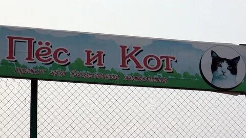 Пес и кот южный