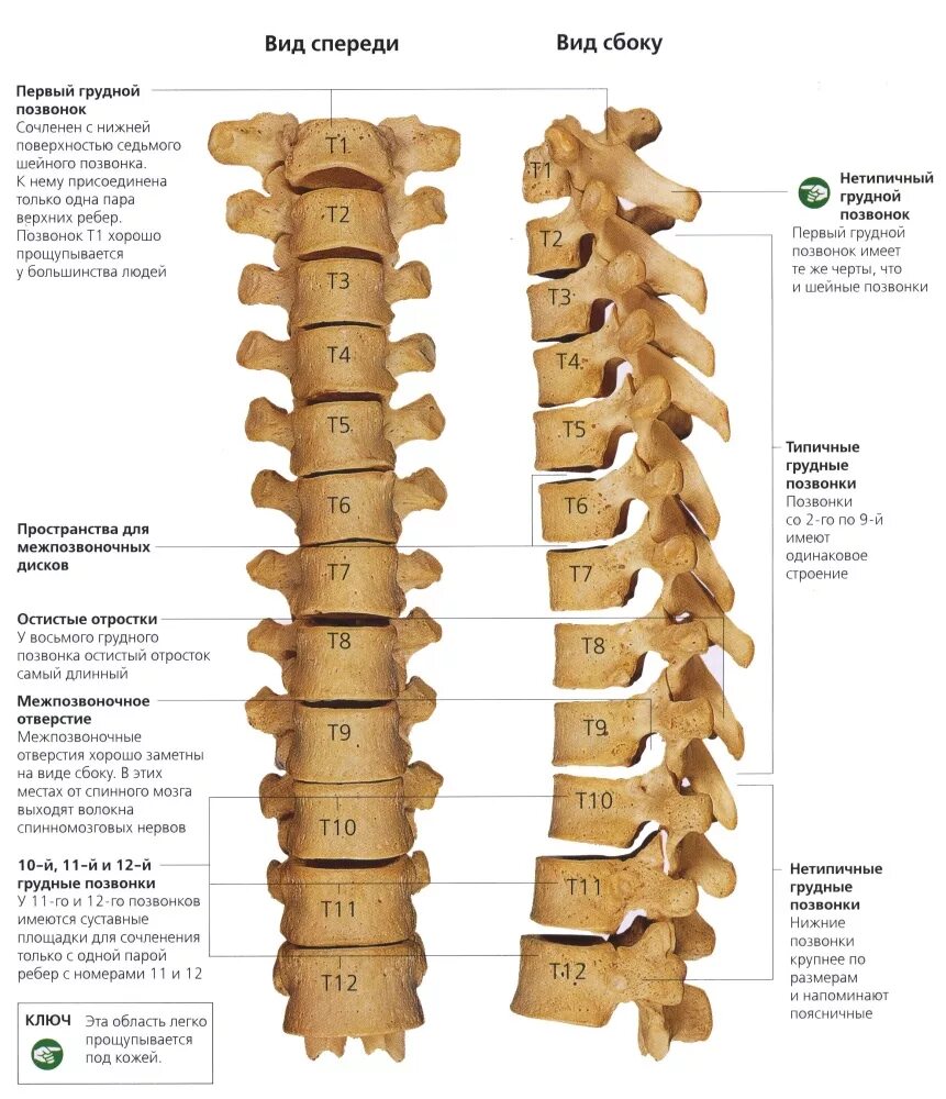 Грудной отдел позвоночника (12 позвонков) (vertebrae Thoracales). Позвонок т12 грудного отдела позвоночника. Грудной отдел позвоночника вид спереди. Диск позвоночника th12-l1.