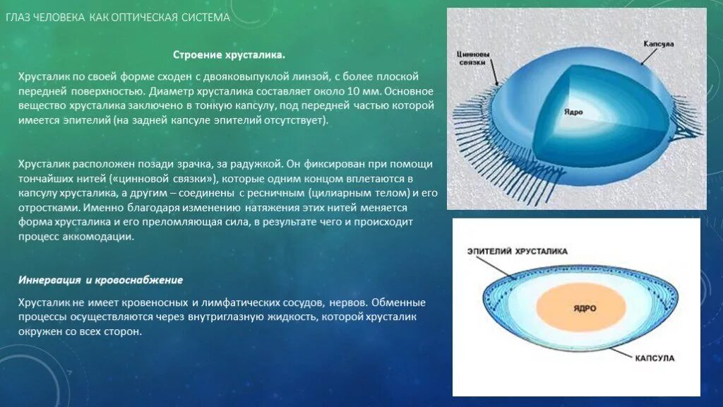 Какую форму имеет хрусталик. Строение хрусталика глаза анатомия. Хрусталики глаза строение глаза. Строение хрусталика слои. Строение глазного хрусталика.