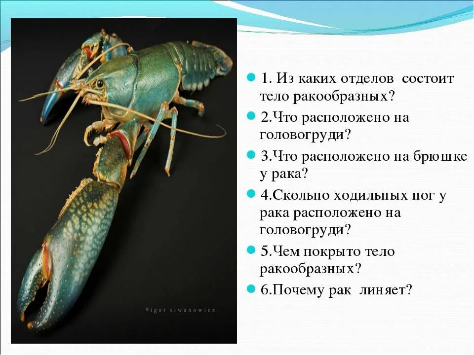 Строение членистоногих ракообразные. Ходильные конечности ракообразных. Внутреннее строение ракообразных схема. У ракообразных на брюшке расположены. У ракообразных на брюшке расположены.