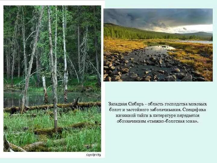 Какая природная зона отсутствует в западной сибири. Ландшафты Западной Сибири. Типичные ландшафты Западной Сибири. Природные зоны болот. Моховые болота Западной Сибири.