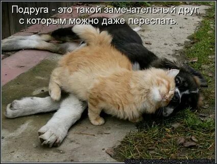 Замечательный друг