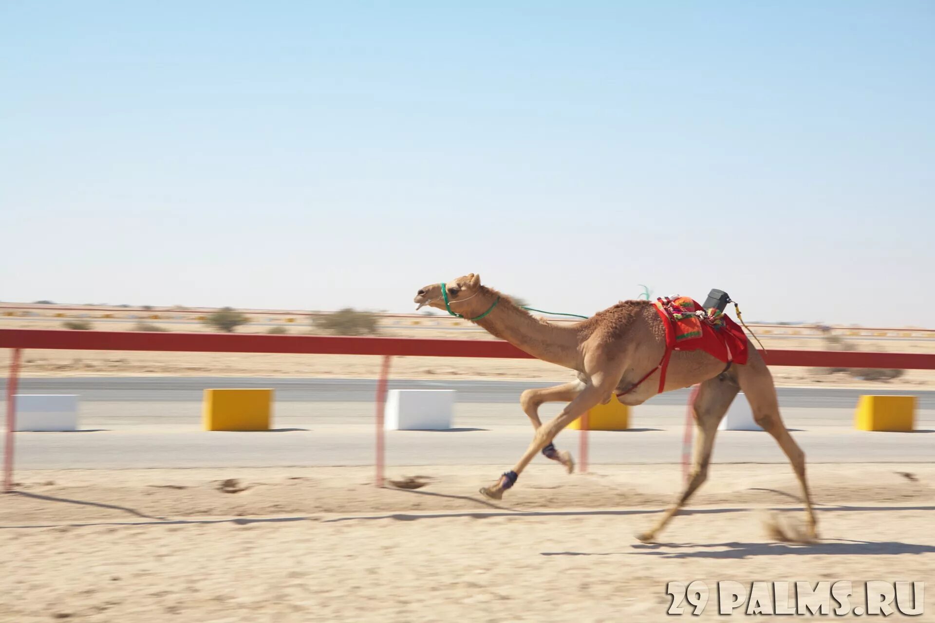 Верблюд в пустыне. Скачки на верблюдах. Верблюд бегает. Верблюд бегает. Верблюд бежит картинка.