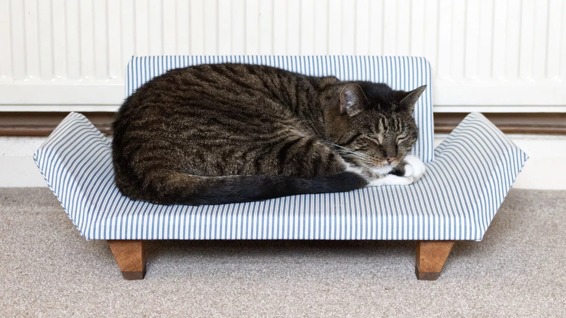 Как завязывать cat sofa. Кошка софа. котик на диване. cat sofa кроссовки. кот на диване отвернулся.