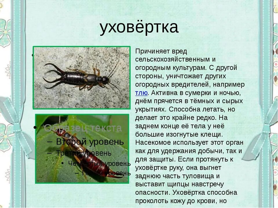 Уховёртка обыкновенная насекомые. Уховертка чем опасна. Уховертка чем опасна. Жук уховертка. Двухвостки.
