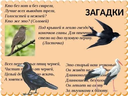 Ласточка загадка