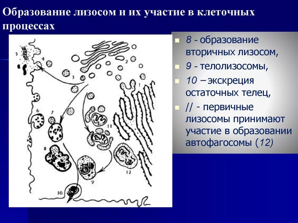 В лизосомах происходят реакции. Образование вторичных лизосом. Участвует в формировании лизосом. Лизосомы образуются в. Первичная и вторичная лизосома рисунок.