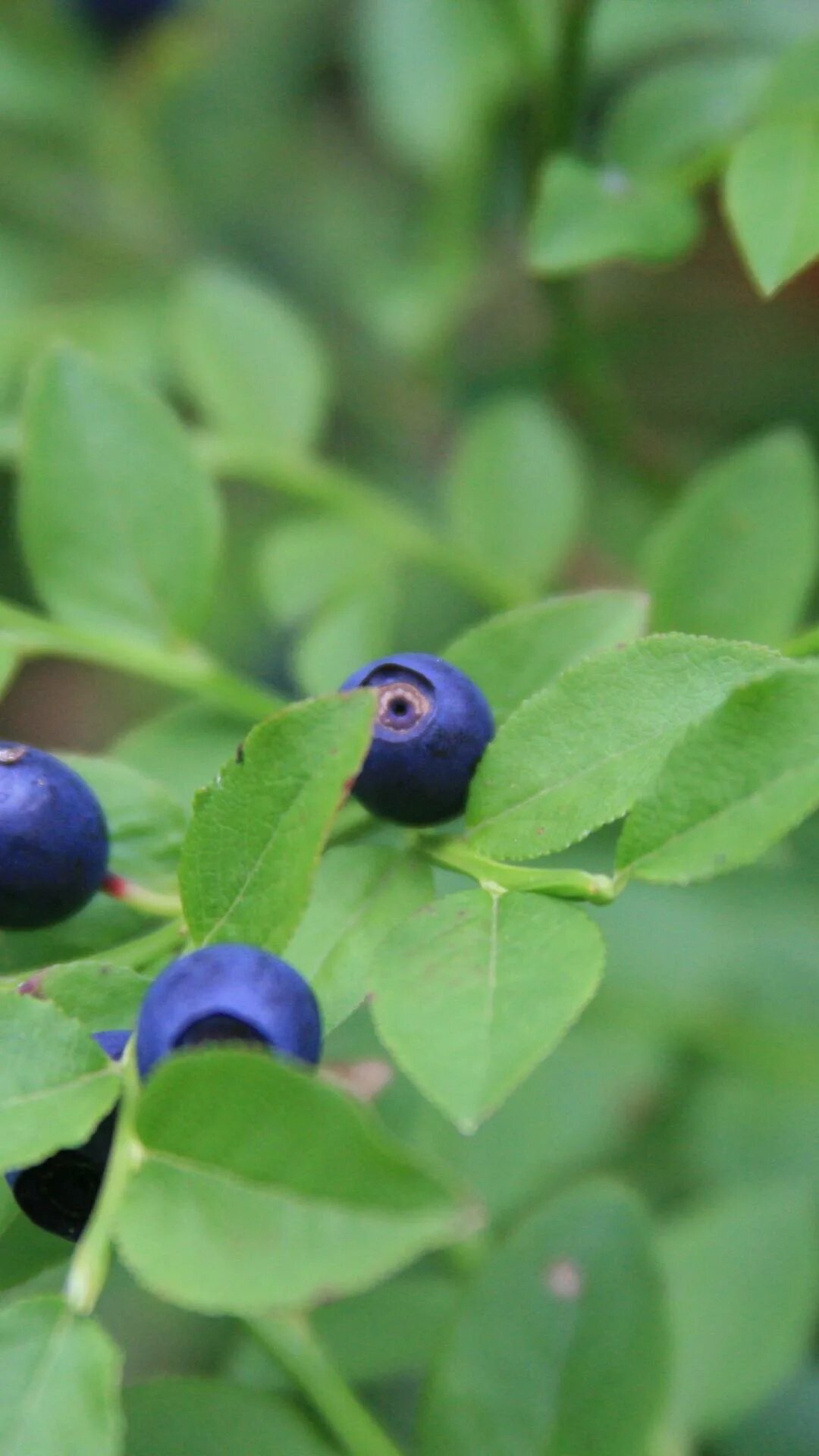 Черника лесная черная. Темно синие ягоды в лесу. Черника овальнолистная. Черника лавролистная. Темно синие ягоды в лесу.