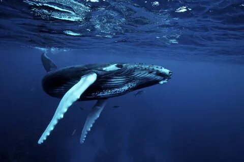 Интересные факты о гигантском синем ките.