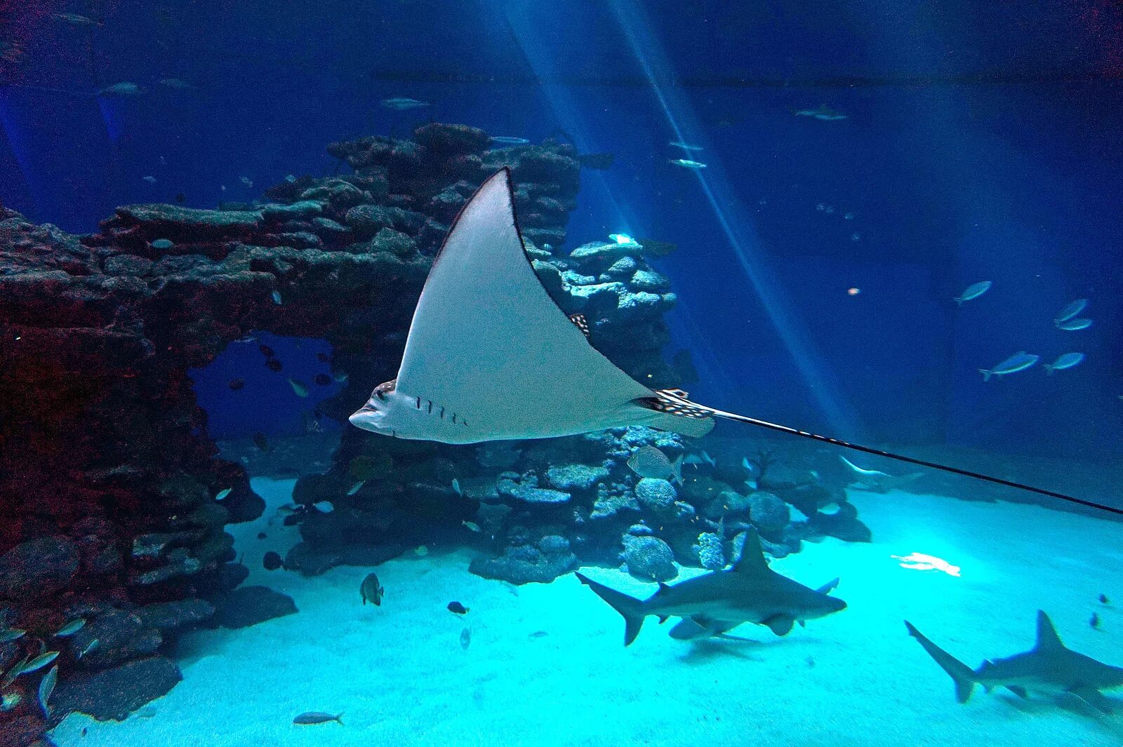 Акулы и скаты. Акулий скат. Акула похожая на ската. Акула пилонос японская. Акулий скат.