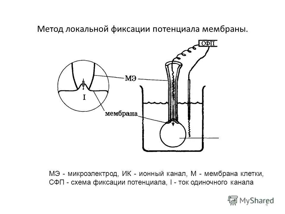 метод фиксации напряжения на мембране. метод фиксации мембранного потенциала. метод фиксации потенциала. метод фиксации потенциала. метод фиксации потенциала на мембране.
