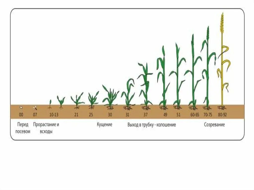 Развитие ячменя. Жизненный цикл яровых зерновых культур. Кущение ячменя ярового. Этапы вегетации озимой пшеницы. Фазы прорастания пшеницы.
