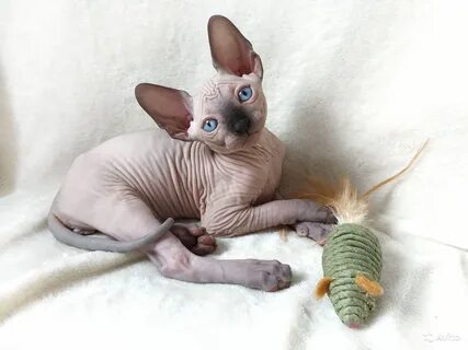 Котята сфинкса барнаул
