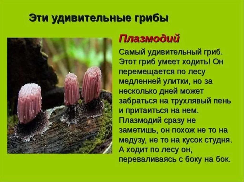 Сообщение о интересном грибе. Удивительные грибы плазмодий. необычные грибы доклад. сообщение о необычных грибах. удивительные грибы презентация.
