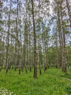 Березовая роща 1 иркутск