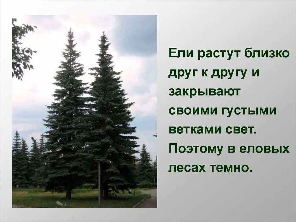 Где растет ель природная зона. Презентация на тему ель. Ели по окружающему миру. Презентация про ели. Ель 2 класс окружающий мир.