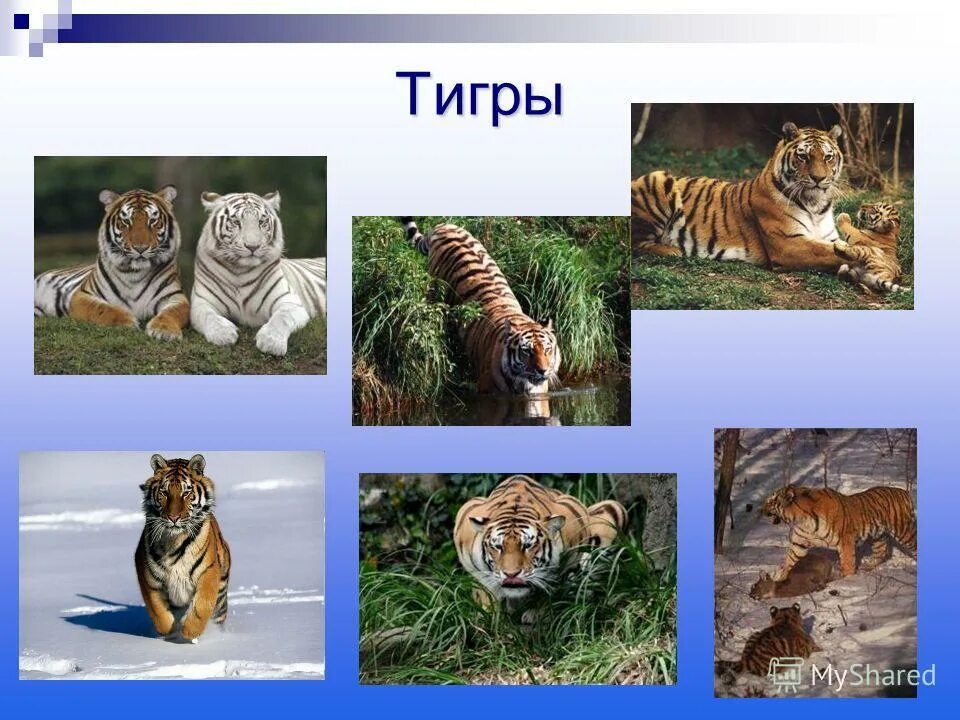 Животные фермы на английском языке с переводом. Названия доомашнниххживотных. Назовите детенышей животных. Звериные имена. Ребенок и дикое животное.