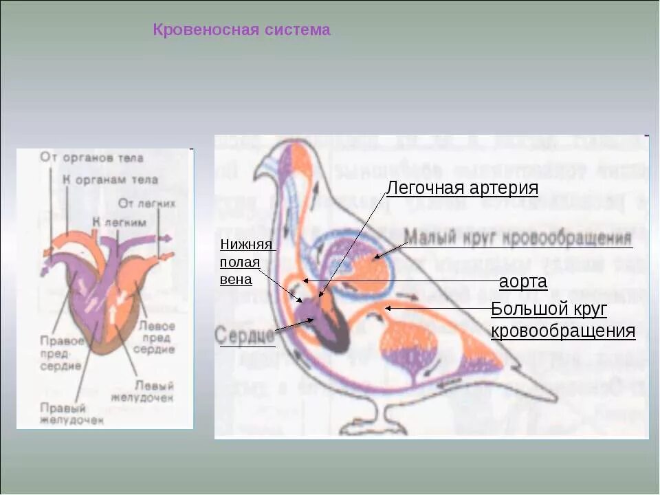 в сердце птиц происходит. строение сердца птиц 7 класс. характеристика кровеносной системы птиц. в сердце птиц происходит.