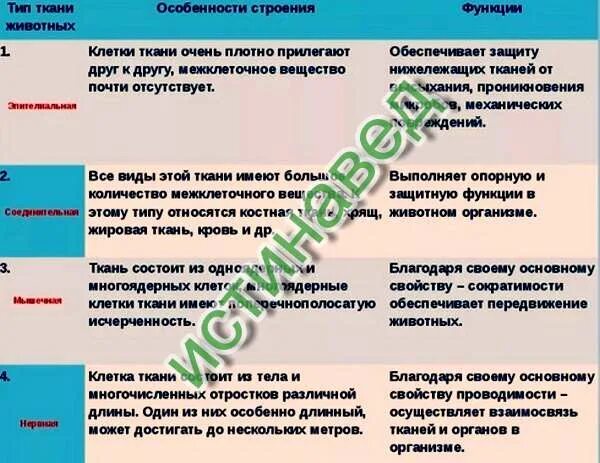Каковы основные особенности ткани у животных. Каковы основные особенности ткани у животных