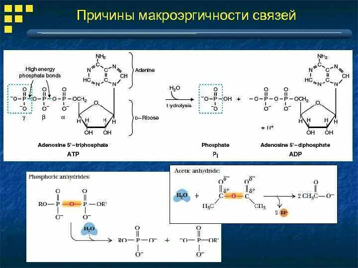 Макроэрги. Причины макроэргичность АТФ. Строение макроэргических связей. Причины макроэргичности структуры АТФ. Высокоэнергетические радикалы биохимия.