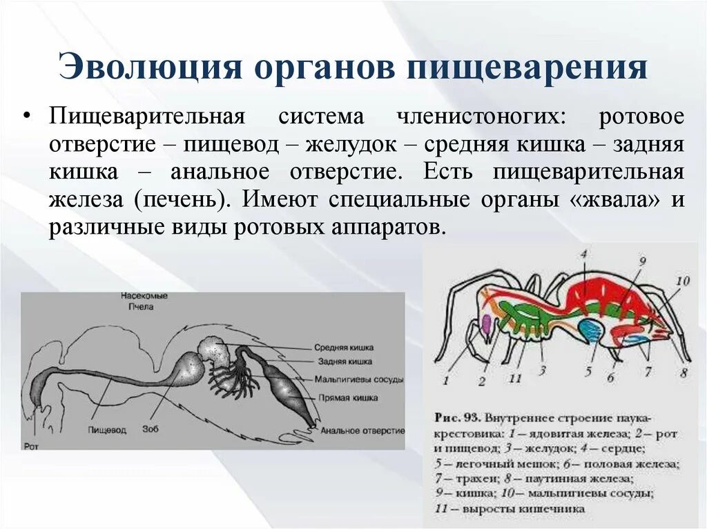 Пищ система членистоногих. Строение пищеварительной системы членистоногих таблица. Эволюция систем органов животных пищеварительная система. Пищеварительная система членистоногих червей. Схема строения пищеварительной системы членистоногих.