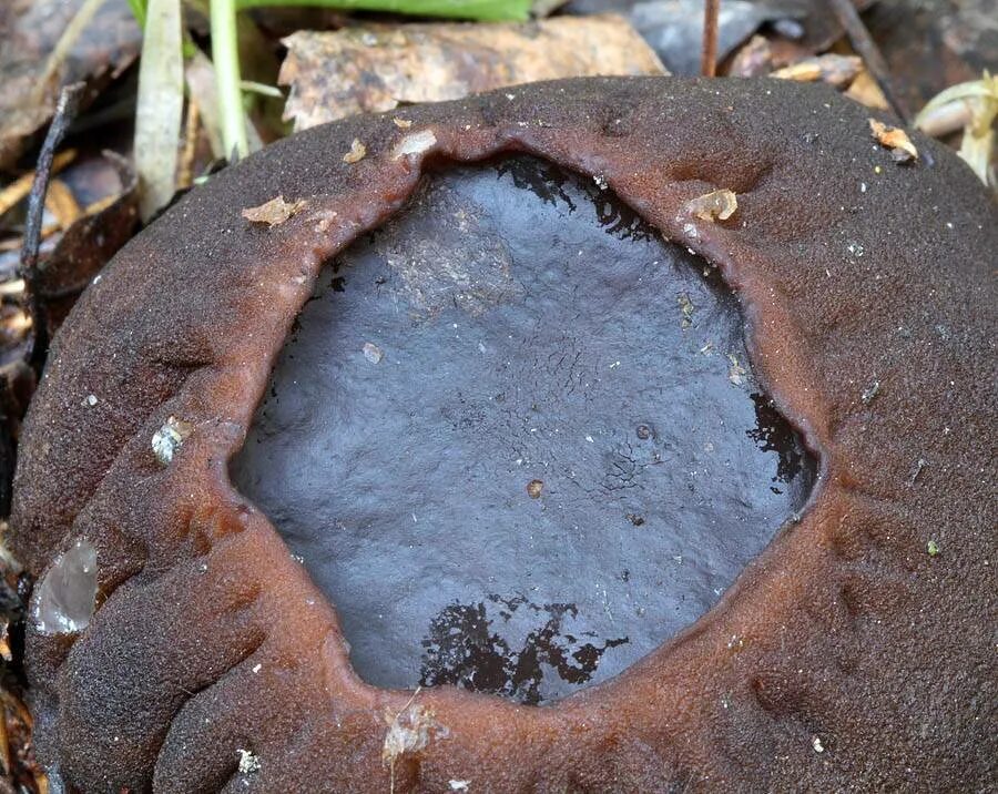 Саркасома шаровидная. Саркосома шаровидная Sarcosoma globosum. Саркосома шаровидная гриб. Весенний грибы царкосома. Весенний гриб Саркосома.