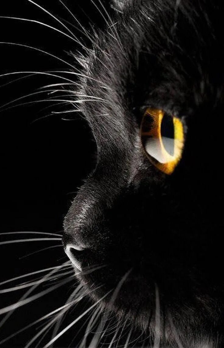 Черная картинка. Чёрный кот. Красивый черный кот. Красивый черный. Красивая черная кошечка.