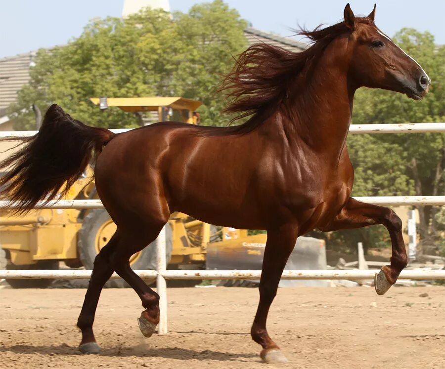 лошадь рысит. рысью на лошади. рысью на лошади. лошадь идет рысью. лошадь идет рысью.