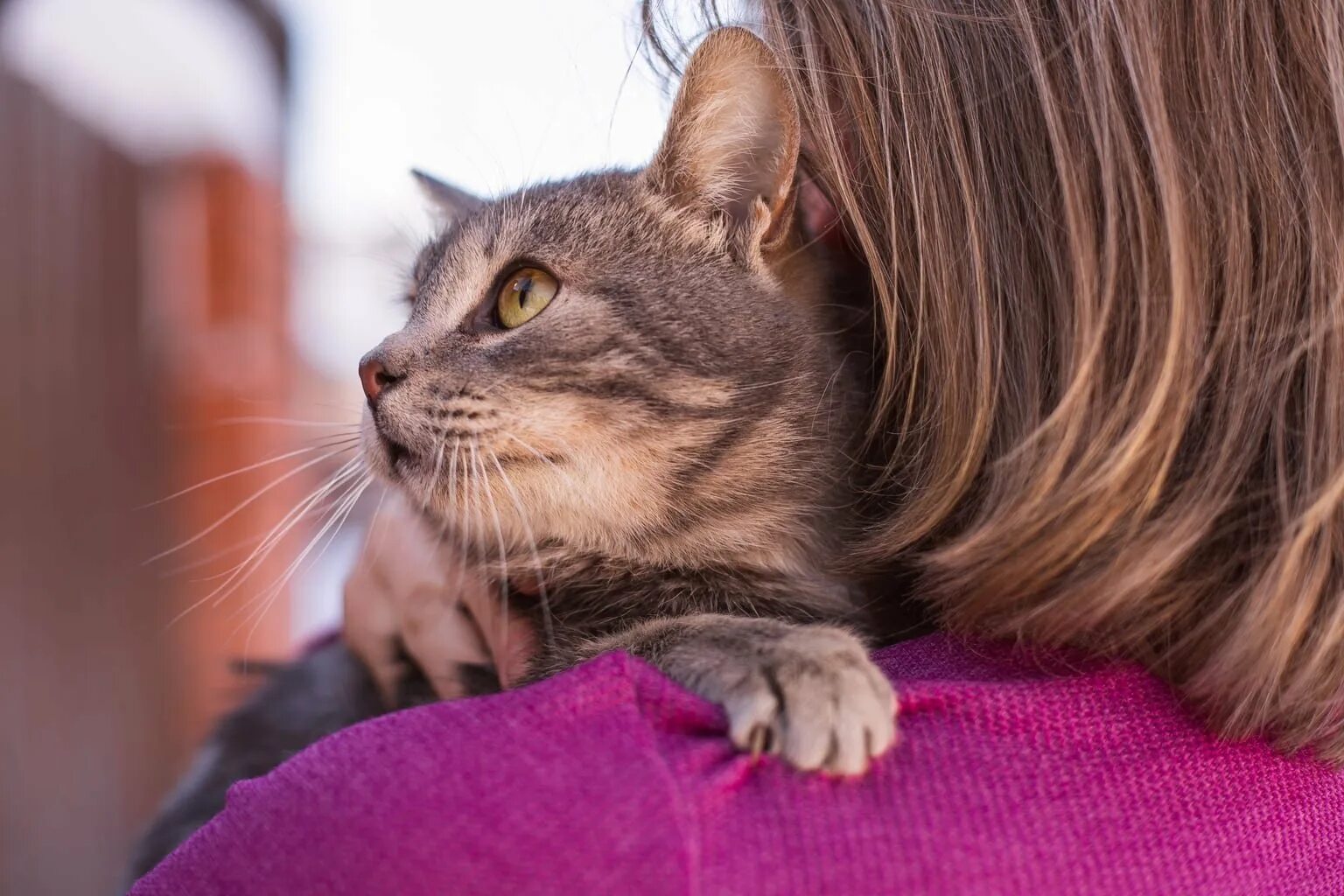 Кот смоки. Кот смоки. Фото котов. Шартрез кошка. Кот смоки закупыч.