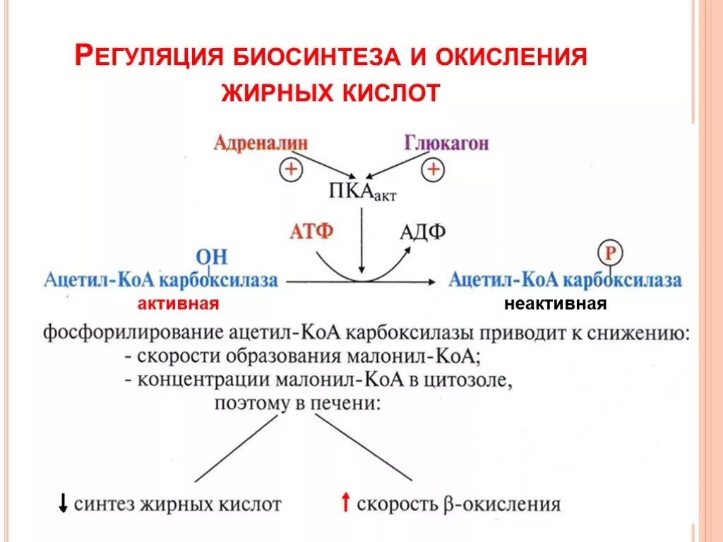 Механизм биосинтеза. Суммарное уравнение биосинтеза жирных кислот. Ацетил КОА Синтез жирных кислот. Синтез ВЖК биохимия. Механизм регуляции бета окисления.