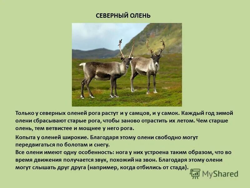 Как называют северного оленя. Северный олень описание. Северный олень краткая информация. Северный олень красная книга. Рога самки Северного оленя.