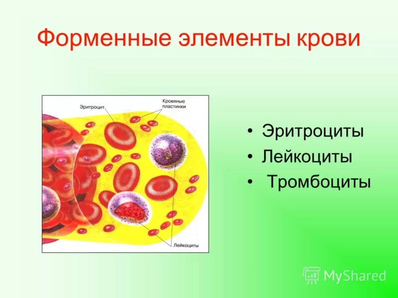 Эритроциты и лейкоциты лягушки. Лейкоциты в отличие от эритроцитов. Лейкоциты человека в отличие от эритроцитов. Лейкоциты лягушки строение. Лейкоциты меньше эритроцитов.