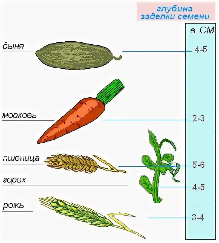 В какую почву семена заделывают глубже. Таблица глубина заделки семян 6 класс. Глубина заделки семян различных растений. Глубина заделки семян. Глубина заделки семян семян.