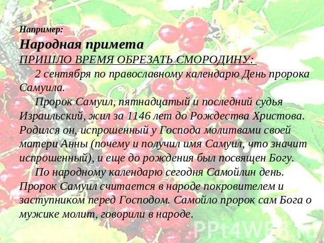 Слово смородина. Смородинка текст. Смородина значение слова. Этимология слова смородина. Черная смородина слова текст