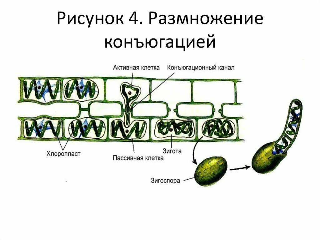 Спирогира половое. Размножение спирогиры схема. Конъюгация водорослей схема. Процесс конъюгации на примере водоросли спирогиры. Размножение улотрикса и спирогиры.