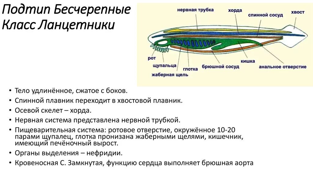 Общая схема строения ланцетника. Общая характеристика хордовых ланцетник 7 класс биология. Строение ланцетника 7 класс биология. Строение ланцетника общая характеристика. Цевка хордовые