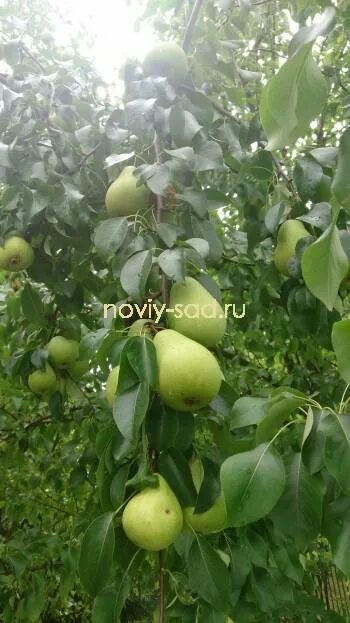 Шипы на грушевом дереве (8 фото): почему появляются колючки на ветках, как назыв