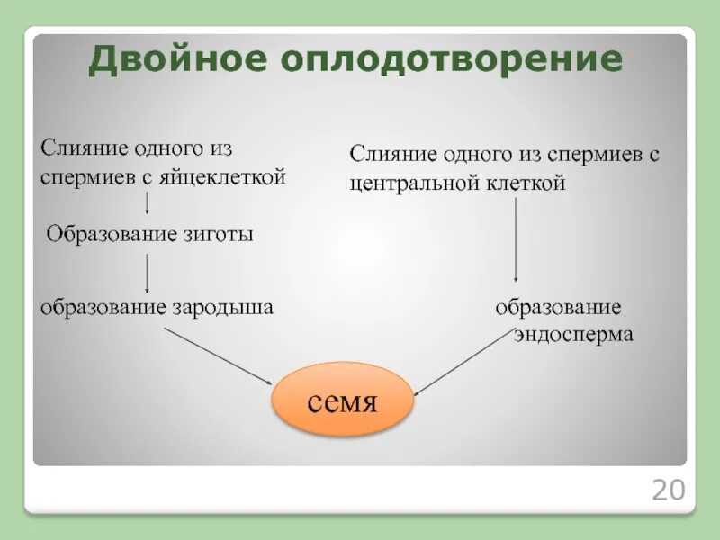 Двойное оплодотворение 10 класс. Схема двойного оплодотворения цветкового растения. Двойное оплодотворение у цветковых растений открыл. Двойное оплодотворение 10 класс. Двойное оплодотворение 10 класс.