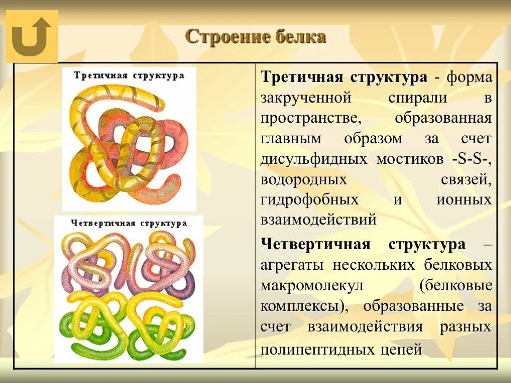 Вторичный белок примеры. Третичная и четвертичная структура белка. Белки третичная структура и четвертичная. Четвертичная структура белка строение. Третичная структура белка.