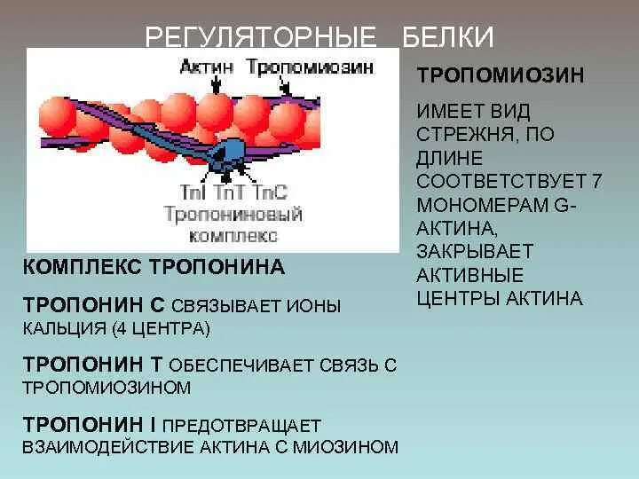 Выполняет функцию мономеры белков. Белки тропонин и тропомиозин. Тропонин-тропомиозиновый комплекс. Актин миозин тропонин. Регуляторные белки.