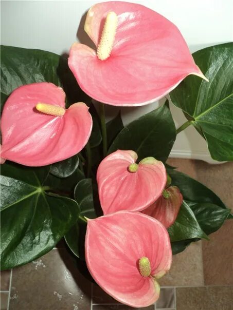 Anthuriums: How To Care For Anthurium Flowers Anthurium flower, Anthurium, Anthu