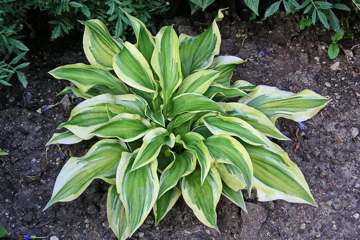 хоста вайт хевен. хоста grand master. хоста bitsy green. хоста бело-розовая. хоста тонколистная.