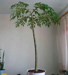 Змеиное дерево комнатное