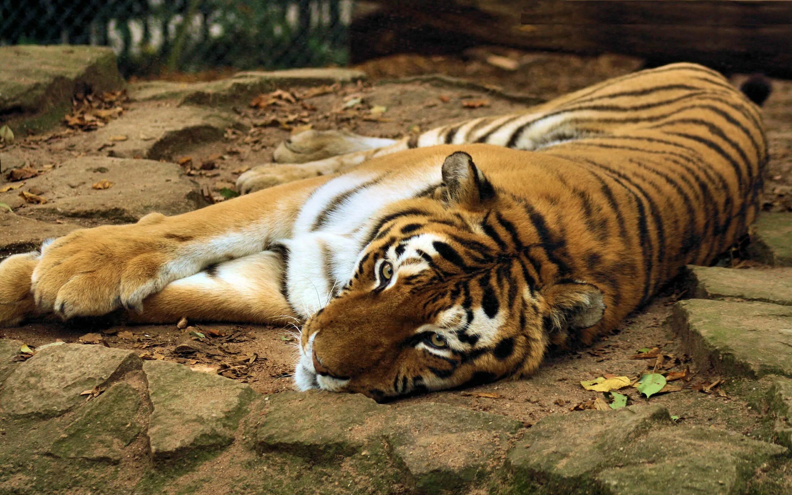Животные оби. Тигр лежит. Лежачий тигр. Тигр обои. Заставка на рабочий стол тигр.