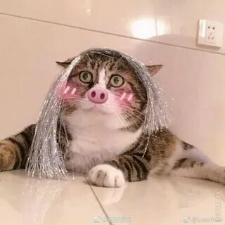 Ах кот